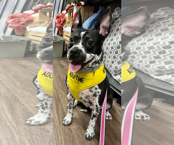 Medium Photo #4 Staffordshire Bull Terrier-Unknown Mix Puppy For Sale in Munford, TN, USA