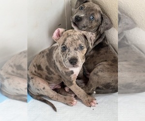 American Bully Mikelands -American Pit Bull Terrier Mix Puppy for sale in HOLLISTER, CA, USA