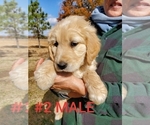 Small Photo #16 Goldendoodle Puppy For Sale in CLARKSVILLE, TX, USA
