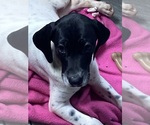 Puppy 4 English Setter-German Shorthaired Pointer Mix