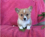 Small Photo #3 Pembroke Welsh Corgi Puppy For Sale in NORWOOD, MO, USA