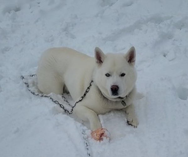Medium Photo #1 Gerberian Shepsky Puppy For Sale in HOLTON, MI, USA