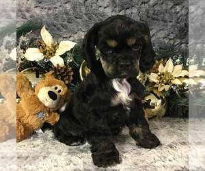 Cocker Spaniel Puppy for sale in MEDFORD, OR, USA