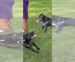 Small #1 American Pit Bull Terrier-Labrador Retriever Mix
