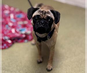 Pug-Unknown Mix Dogs for adoption in Moreno Valley, CA, USA
