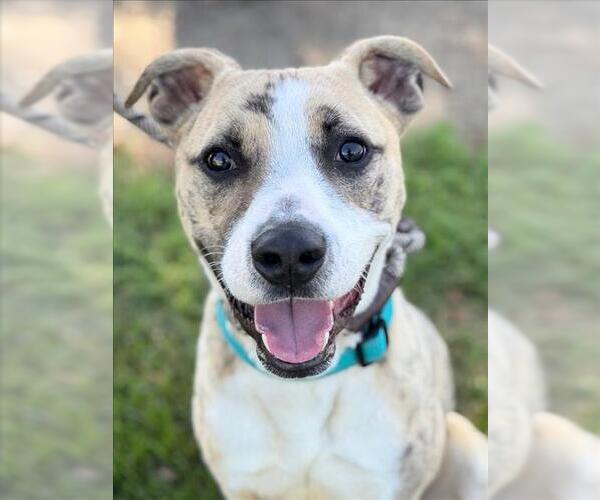 Medium Photo #3 Mutt Puppy For Sale in Woodland, CA, USA