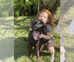 Small #6 Rottweiler-American Pit Bull Terrier