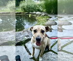 Small #21 American Staffordshire Terrier Mix
