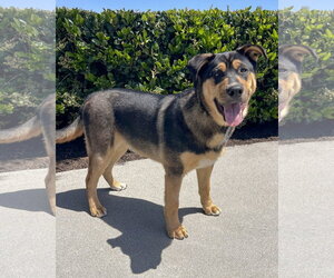 Gerberian Shepsky Dogs for adoption in Corona, CA, USA