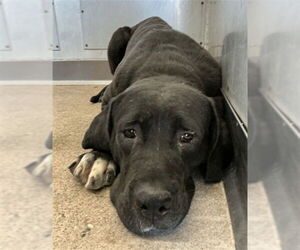 Mutt Dogs for adoption in San Bernardino, CA, USA