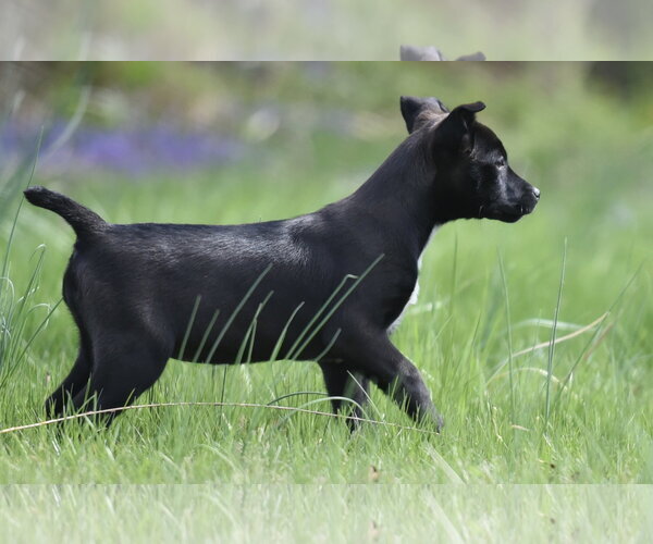 Medium Photo #2 Australian Shepherd-Chihuahua Mix Puppy For Sale in Mechanicsburg, PA, USA