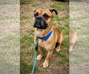 Boxer Dogs for adoption in Dumont, NJ, USA