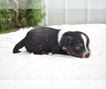 Small #2 Miniature Australian Shepherd