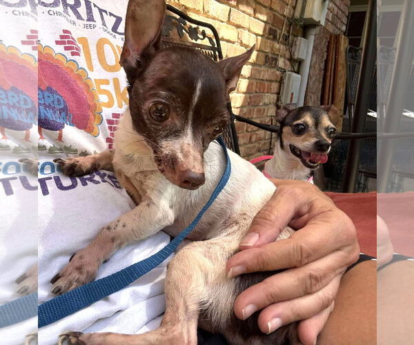 Medium Photo #10 Chihuahua-Unknown Mix Puppy For Sale in Boonton, NJ, USA