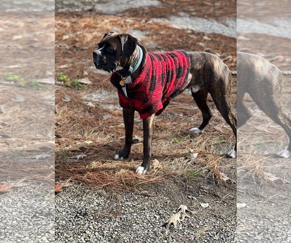 Medium Photo #3 Boxer Puppy For Sale in Dumont, NJ, USA
