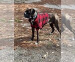 Small #2 Boxer