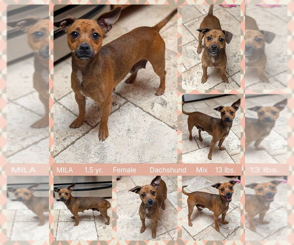 Medium Photo #1 Chiweenie Puppy For Sale in Mesa, AZ, USA