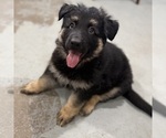Small #9 German Shepherd Dog