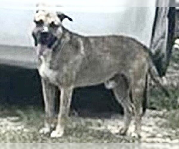 Medium Photo #1 American Pit Bull Terrier Puppy For Sale in Houston, TX, USA