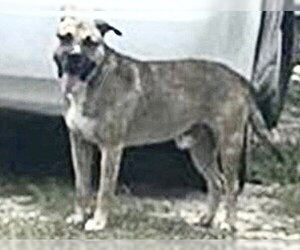 American Pit Bull Terrier Dogs for adoption in Houston, TX, USA