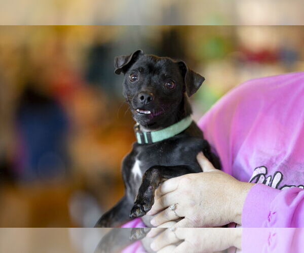 Medium Photo #4 Chihuahua-Unknown Mix Puppy For Sale in Garner, NC, USA