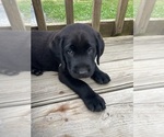 Small #2 Labrador Retriever
