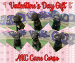 Small Cane Corso