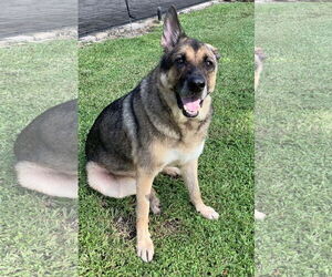 German Shepherd Dog Dogs for adoption in Lighthouse Point, FL, USA
