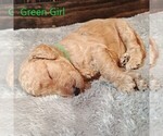 Small Photo #2 Goldendoodle Puppy For Sale in GEORGETOWN, IN, USA