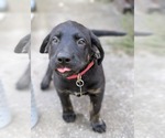 Small #2 Labrador Retriever Mix
