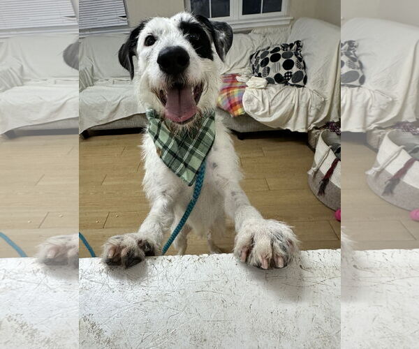 Medium Photo #4 Mutt Puppy For Sale in Rockaway, NJ, USA