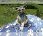 Small #1 German Shepherd Dog