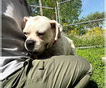 Small #5 Boxer