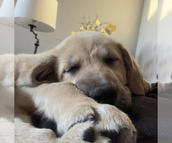 Medium Photo #2 Anatolian Pyrenees Puppy For Sale in Overland Park, KS, USA