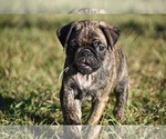 Small #2 Pug