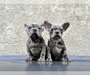 Medium French Bulldog