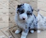 Small Photo #4 Australian Shepherd Puppy For Sale in PIONEER, CA, USA