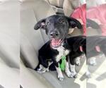 Small Labrador Retriever