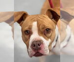Small #3 Boxer Mix
