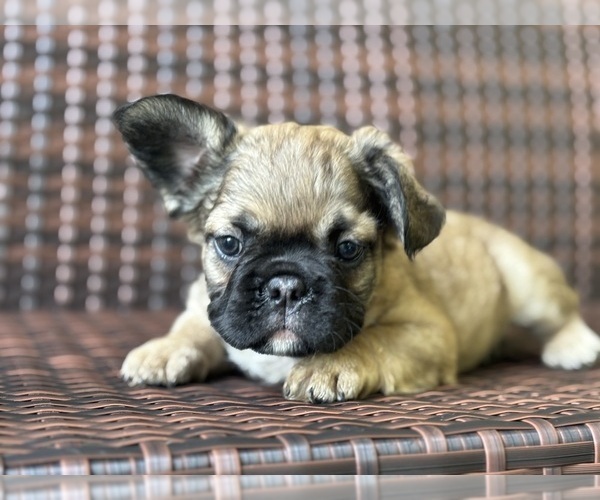 Medium Photo #3 French Bulldog Puppy For Sale in NEWTON, NJ, USA