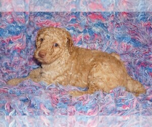 Labradoodle Puppy for sale in LA HABRA, CA, USA