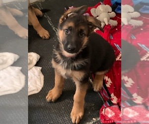 German Shepherd Dog Puppy for sale in DILLINER, PA, USA