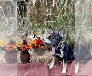 German Shepherd Dog Puppy for sale in BERRYVILLE, AR, USA