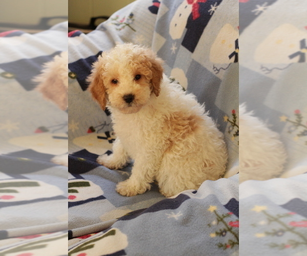 Medium Photo #14 Goldendoodle (Miniature) Puppy For Sale in MILWAUKEE, WI, USA