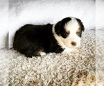 Small Photo #4 Miniature Australian Shepherd Puppy For Sale in BEATTY, OR, USA