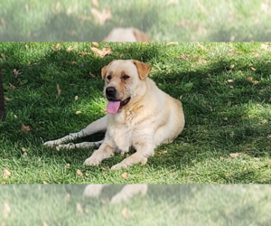 Labrador Retriever-Unknown Mix Dogs for adoption in Brewster, NY, USA