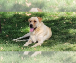 Small Golden Labrador