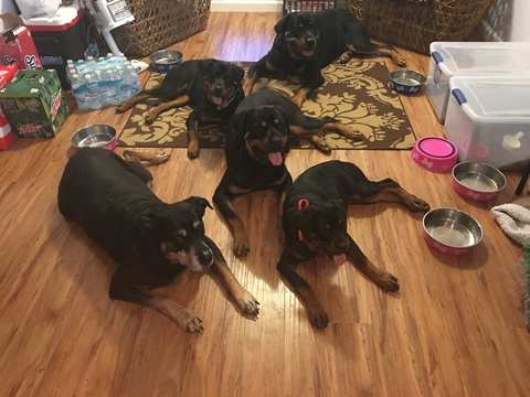 Medium Photo #8 Rottweiler Puppy For Sale in GARLAND, TX, USA
