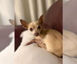 Small #1 Chihuahua