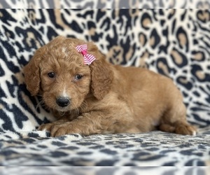 Goldendoodle (Miniature) Puppy for sale in LANCASTER, PA, USA